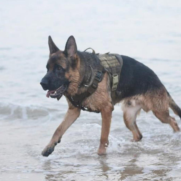 VIP  K9 Field Armor