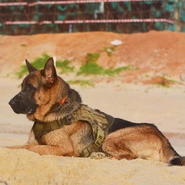 VIP  K9 Field Armor